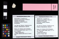 Foto (Objekt + Etiketten) von Gastrosacus torosus (Robins, Feldmann & Schweitzer, 2013) 